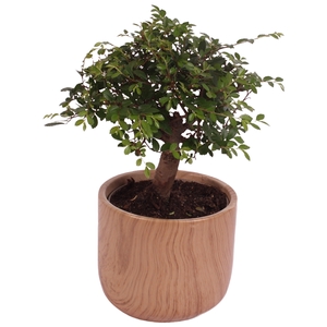 Bonsai Indoor Mix Ø12cm Ball Shape in Ø14cm Ceramic NT565