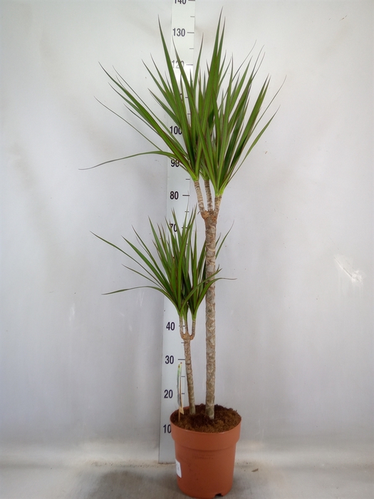 <h4>Dracaena marg.</h4>