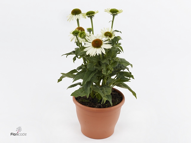 Echinacea  'Sombrero Blanco'