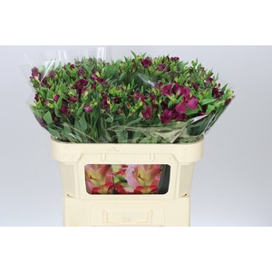 Alstro Charm Purplex