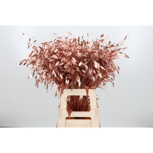 Chasmantium Kl Bh Koper