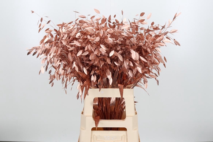 <h4>Chasmantium Kl Bh Koper</h4>