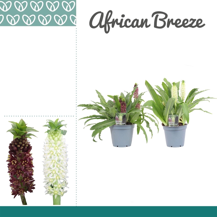 <h4>Eucomis Gemengd</h4>