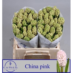 HYAC CHINA PINK