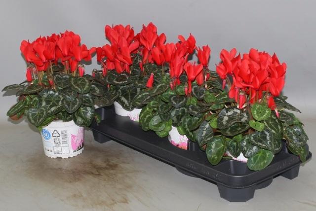 <h4>CYCL GR SUP XL</h4>