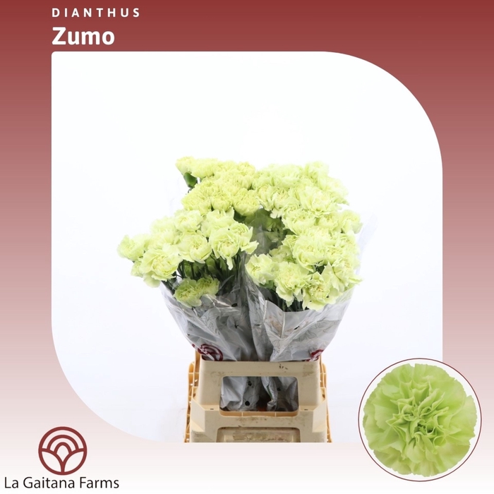 <h4>Dianthus St Zumo</h4>