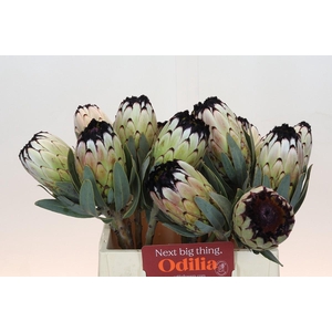 Protea Niobe