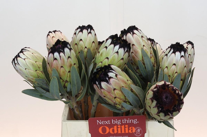 Protea Niobe