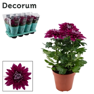 Decorum Chrysanne® Zembla Next Purple