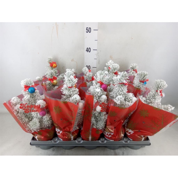 <h4>Pinus pinea</h4>