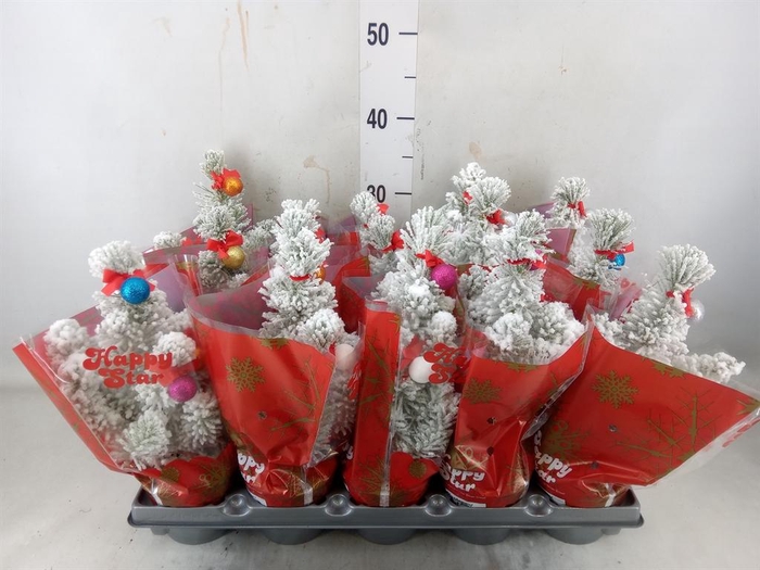 <h4>Pinus pinea</h4>