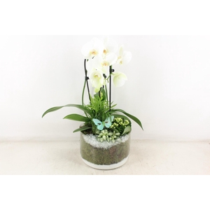 arr2 PL - Glas cilinder phal. wit vlinder