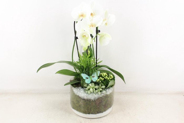 <h4>arr2 PL - Glas cilinder phal. wit vlinder</h4>