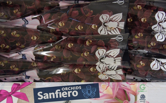 <h4>CYMB T PRIWINE</h4>