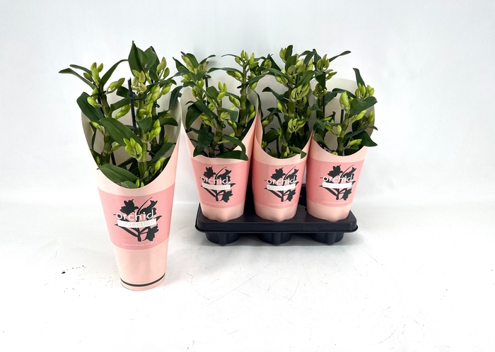 <h4>DENDR N GEM</h4>