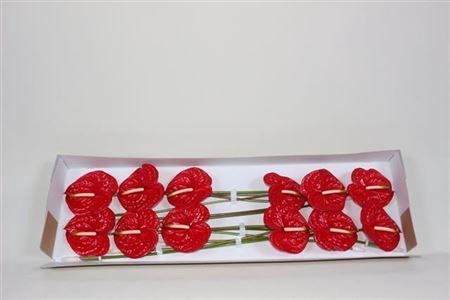 <h4>Anth A Eterno X12</h4>