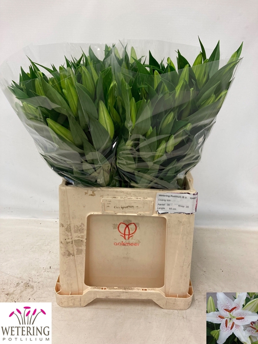 <h4>SNIJBLOEMEN OV</h4>