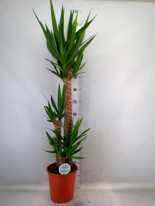 <h4>Yucca   ...</h4>