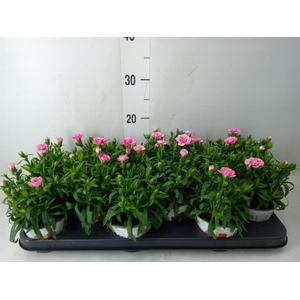 Dianthus  'Oscar Purple Wings'