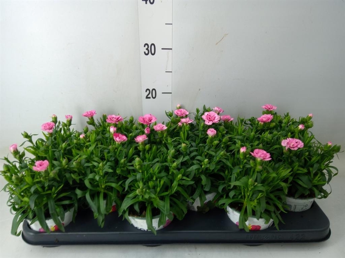 <h4>Dianthus  'Oscar Purple Wings'</h4>