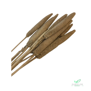 DRIED FLOWERS - BABALA YELLOW 10PCS 70-75CM