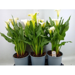 Zantedeschia  'Captain Fresco'