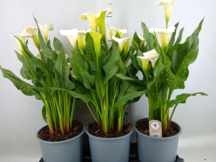 <h4>Zantedeschia  'Captain Fresco'</h4>