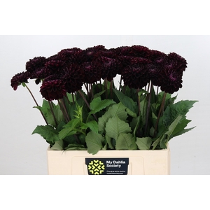 Dahlia Dark Prince