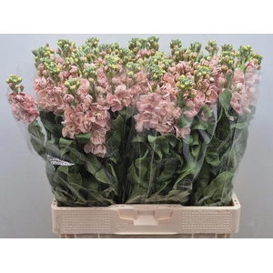 MATTHIOLA INCANA 'MILLA SALMON'