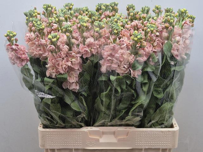 <h4>MATTHIOLA INCANA 'MILLA SALMON'</h4>