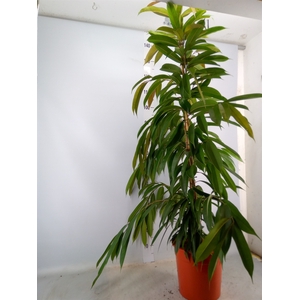 Ficus binn. 'Amstel King'