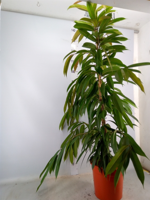<h4>Ficus binn. 'Amstel King'</h4>
