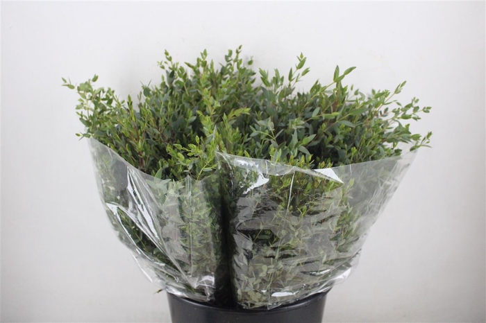 <h4>Euca Parvifolia Short 150gr P Bunch</h4>