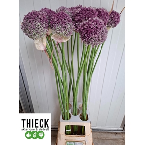ALLIUM SUMMER STAR