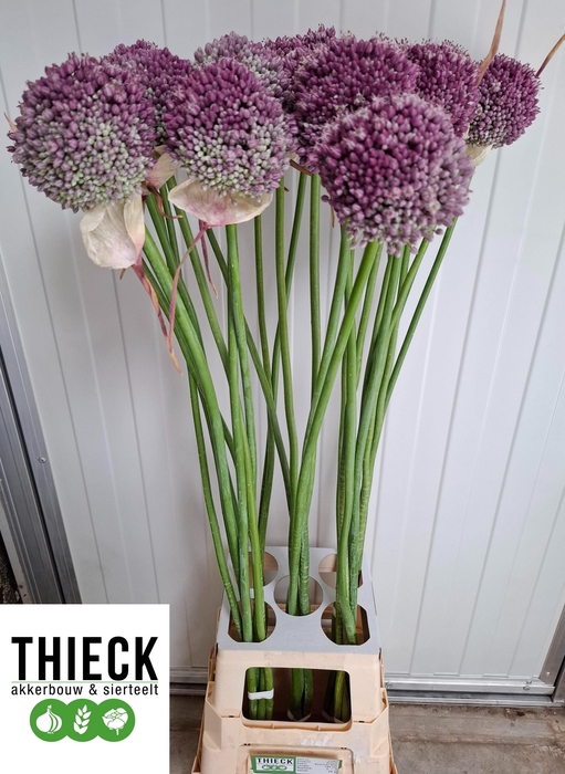 <h4>ALLIUM SUMMER STAR</h4>