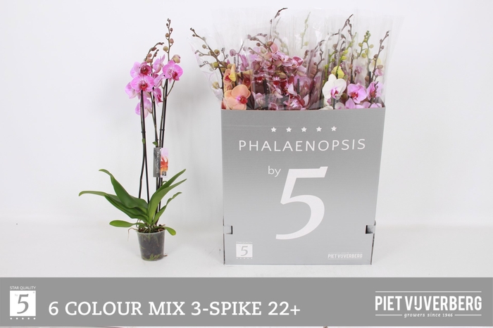 <h4>PHAL GEM 6 KL</h4>