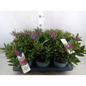 Hebe  'Hebedonna Emma'