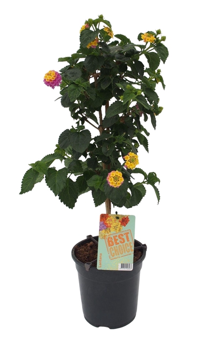 <h4>Lantana roze</h4>