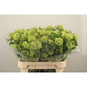 Viburnum Roseum St 4+