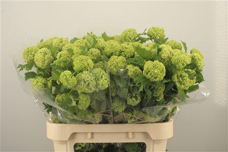 <h4>Viburnum Roseum St 4+</h4>