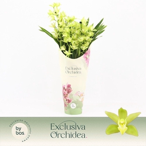 Cymbidium, Green Arrow 4-spike P14 'Exclusiva Orchidea' Potcover