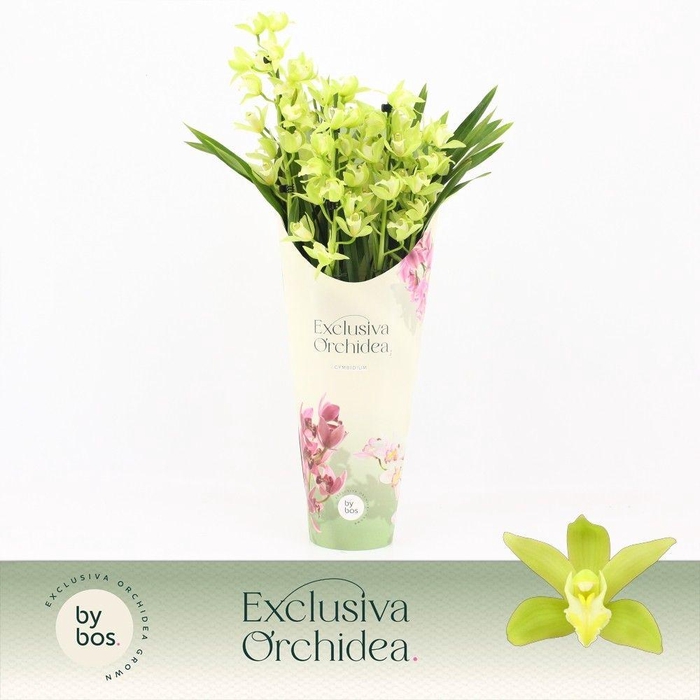 <h4>Cymbidium, Green Arrow 5-spike P14 'Exclusiva Orchidea' Potcover</h4>