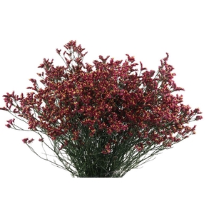 Limonium Scarlet Diamond