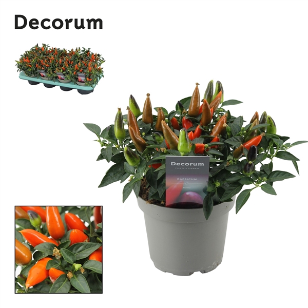 <h4>Capscium Annuum Torero Oranje</h4>