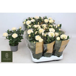 ROSA BELAMI KORDANA GRANDE