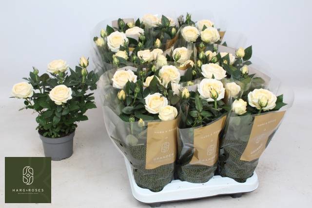<h4>ROSA BELAMI KORDANA GRANDE</h4>