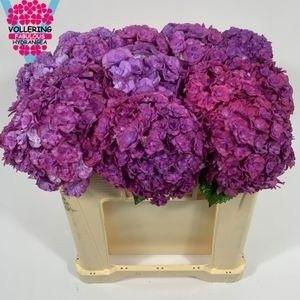 HYDR M ROY ANASTA BL