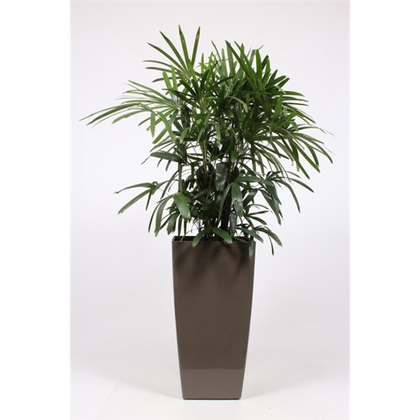 <h4>Rhapis excelsa in Piza pot "taupe"</h4>