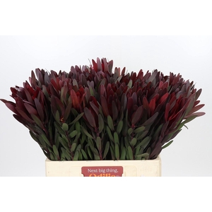 Leucadendron Saf Sunset Dark R.