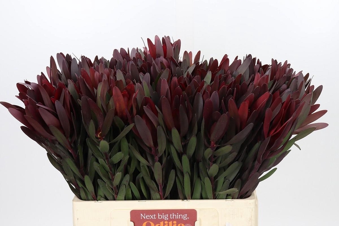 <h4>Leucadendron Saf Sunset Dark R.</h4>